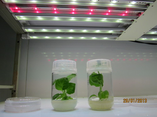 Plant Grow LED